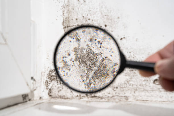 Why You Should Choose Our Mold Remediation Services in Springfield, MO